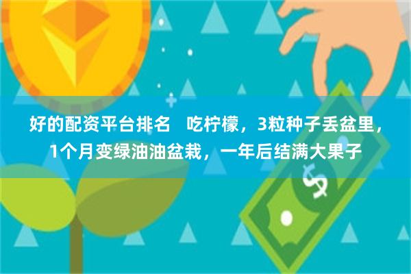 好的配资平台排名   吃柠檬，3粒种子丢盆里，1个月变绿油油盆栽，一年后结满大果子